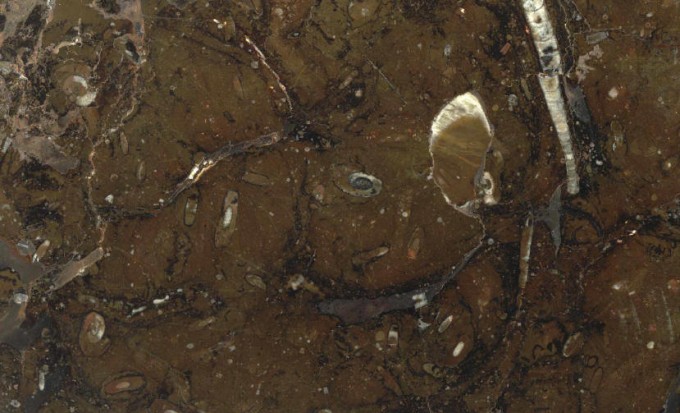 Fossil Brown